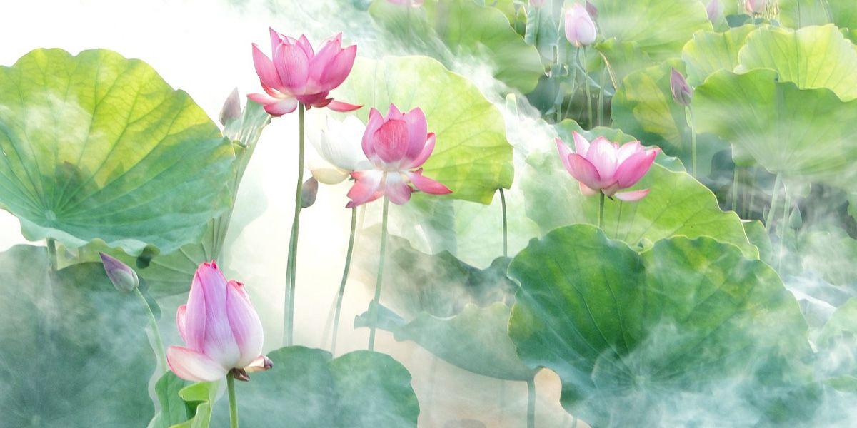 hfn-blog-the-three-compassion.jpg
