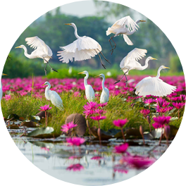 Biodiversity