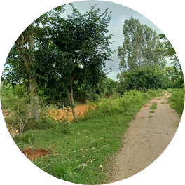 walkingtrack