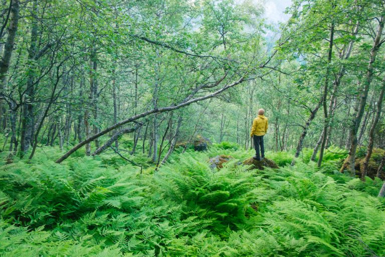 Forest Bathing