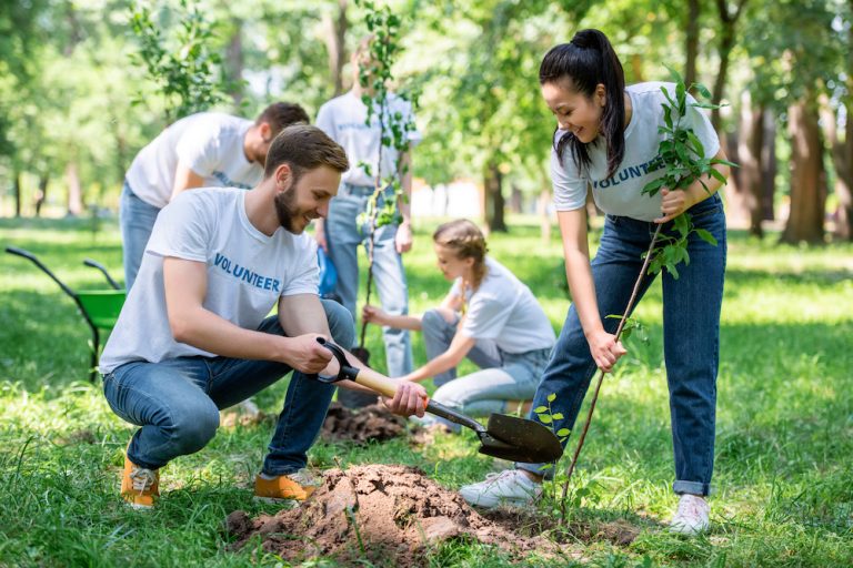 Tree Plantation