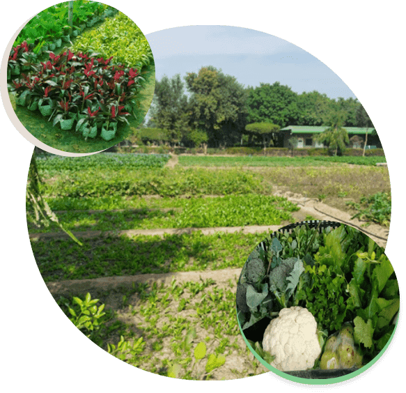 tree plants at heartfulness meditation center in Gurugram